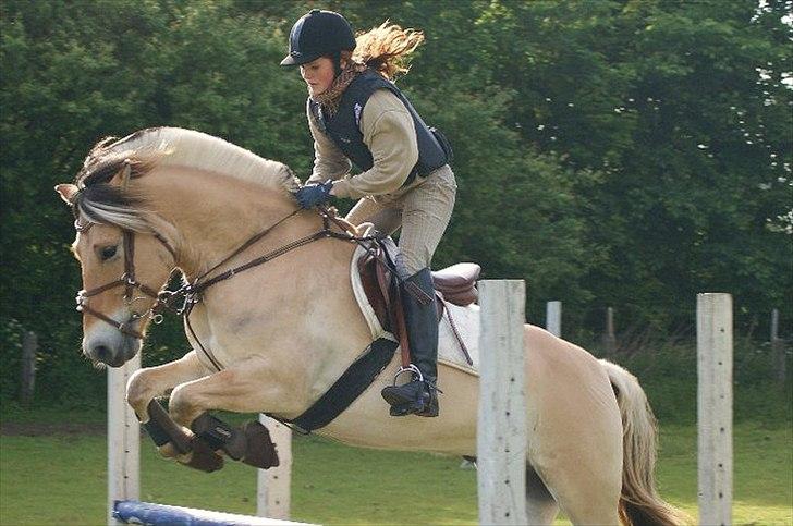 Fjordhest Campari - *JYSKMESTER 2011* SOLGT  billede 10