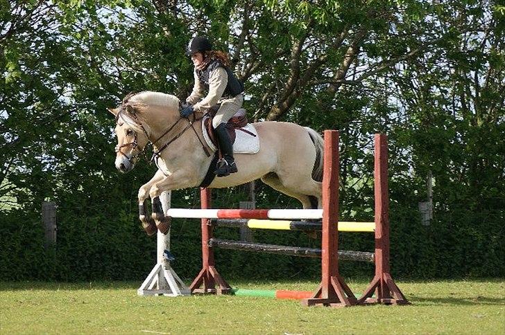 Fjordhest Campari - *JYSKMESTER 2011* SOLGT  billede 11