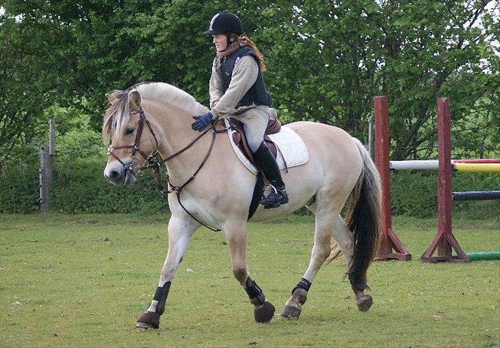 Fjordhest Campari - *JYSKMESTER 2011* SOLGT  billede 12