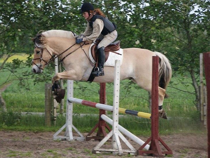 Fjordhest Campari - *JYSKMESTER 2011* SOLGT  billede 13