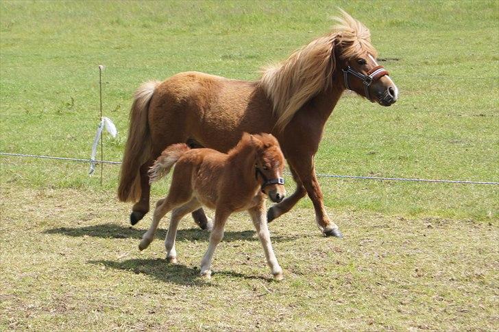 Shetlænder Sdr. Dams Hilda - Hilda med sit førstefødte føl Hulda billede 1