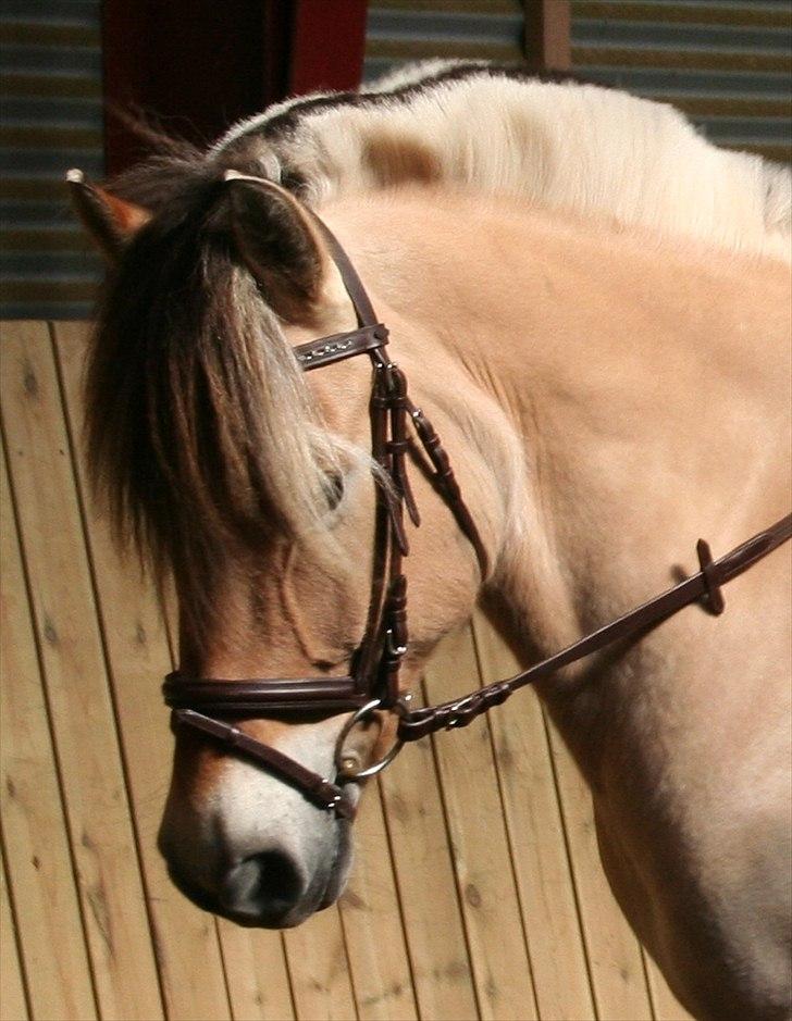 Fjordhest Campari - *JYSKMESTER 2011* SOLGT  - :* billede 15