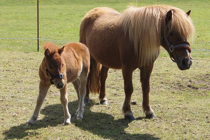 Shetlænder Sdr. Dams Hilda billede 19
