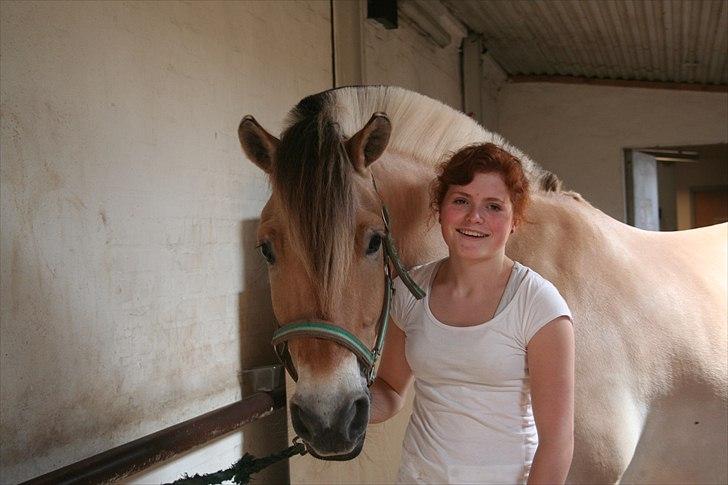 Fjordhest Campari - *JYSKMESTER 2011* SOLGT  - Du er en dejlig hest :* billede 16