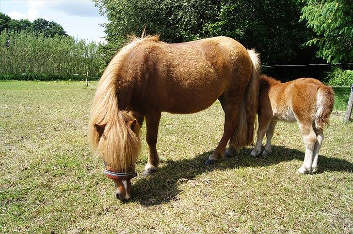Shetlænder Sdr. Dams Hilda billede 20