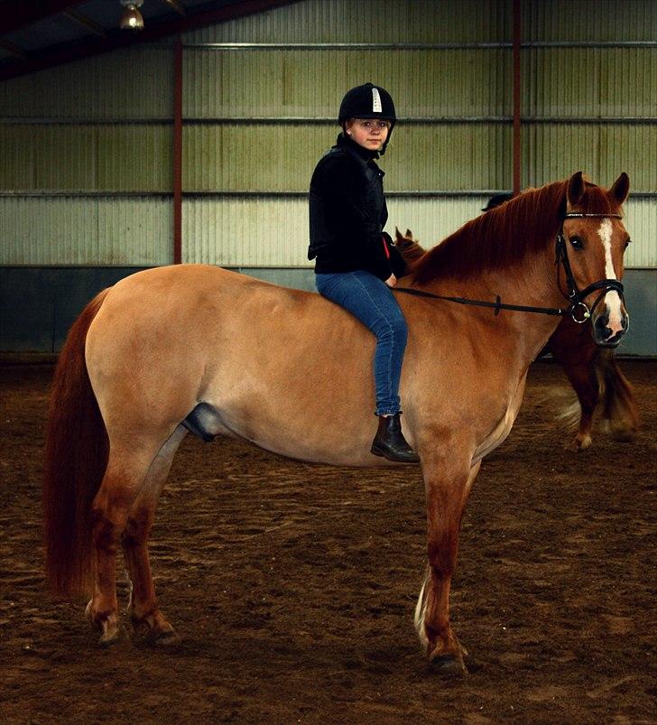 Anden særlig race Sir Thomas Ekipazas - :-* billede 9