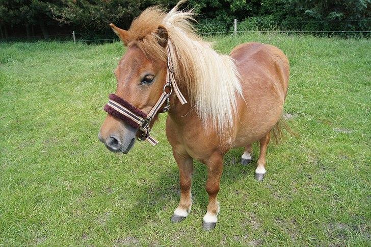 Shetlænder Sdr. Dams Hansina billede 15