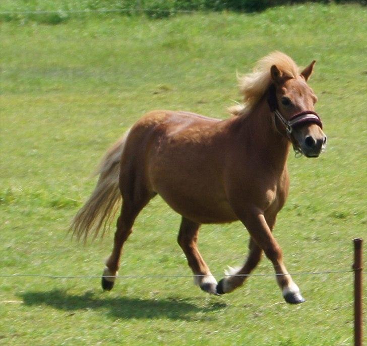Shetlænder Sdr. Dams Hansina billede 1