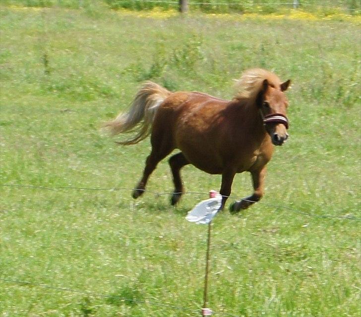 Shetlænder Sdr. Dams Hansina billede 16