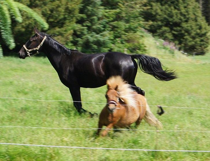 Shetlænder Sdr. Dams Hansina billede 17