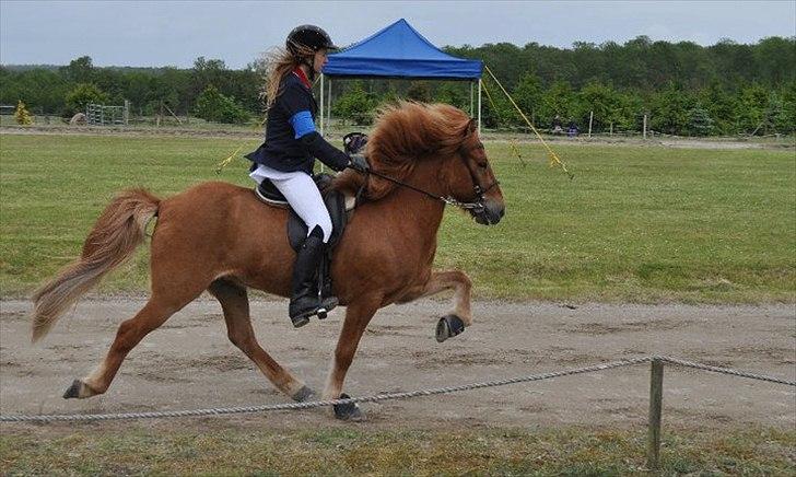 Islænder Sæll fra Hömluholti - Kjarni's WRL 2011 billede 1