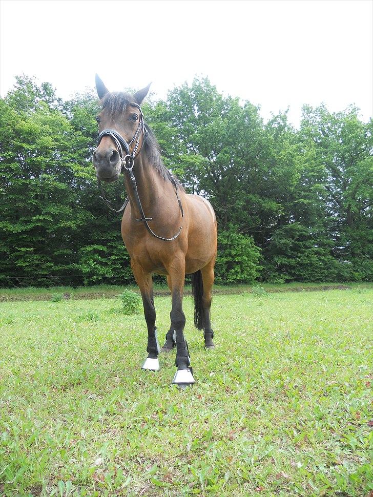 Anden særlig race Josefine *Min Prinsesse* - 'jeg elsker dig!<3 billede 7