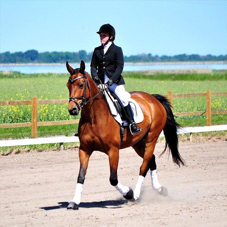 Anden særlig race Shania | R.I.P Savnet! - Stævne SER d. 4 juni 2011. Hestegalleri forringer kvaliteten. Fotograf: Hanne Larsen billede 19