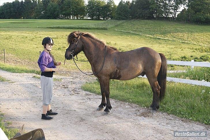 Islænder Pati fra Blesastödum - <3 Taget 12/6 2011 billede 17