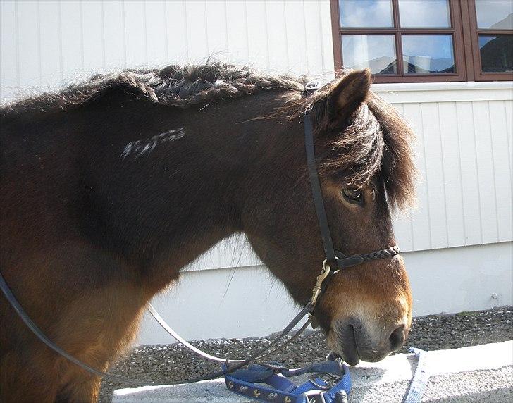 Færøsk hest Grani (udlånt) - (: | 10-06-2011 billede 5