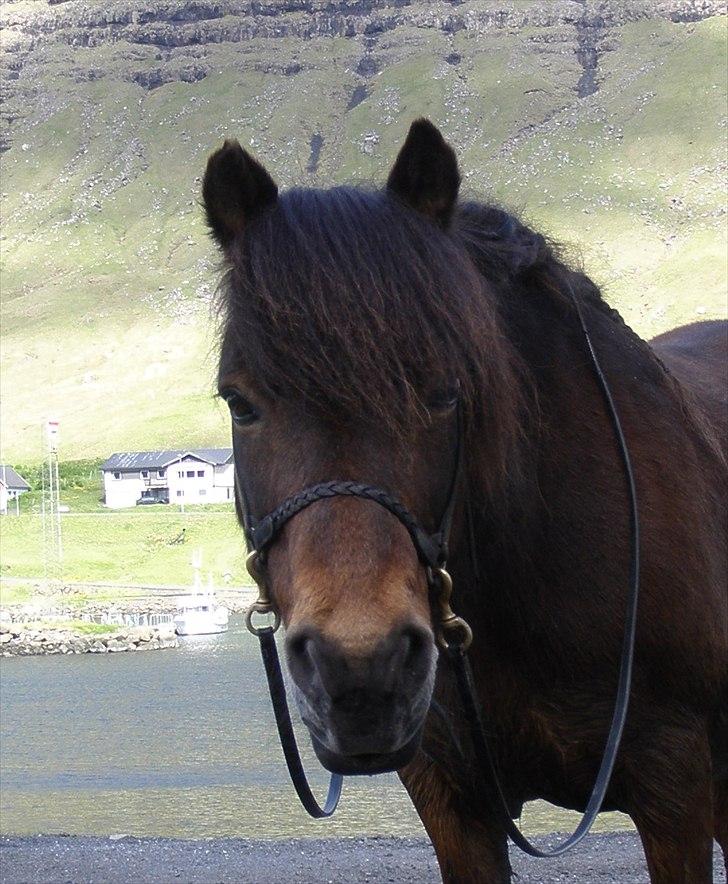 Færøsk hest Grani (udlånt) - <3 | 10-06-2011 billede 15