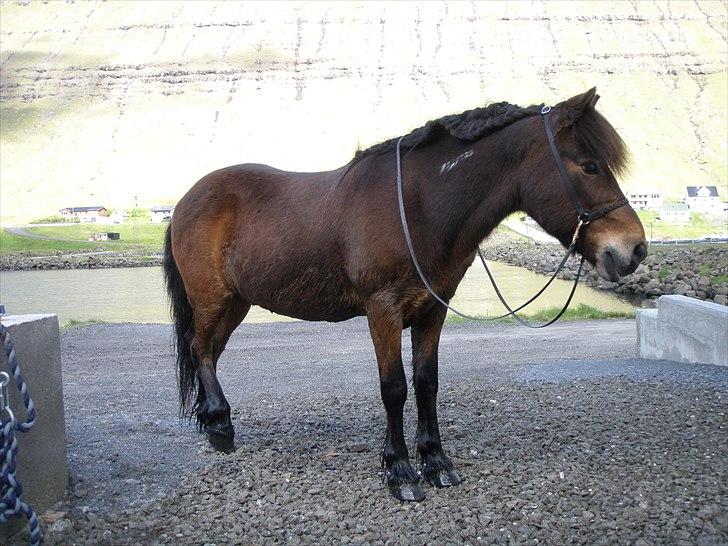Færøsk hest Grani (udlånt) - Så fin med manen flettet op (: | 10-06-2011 billede 9