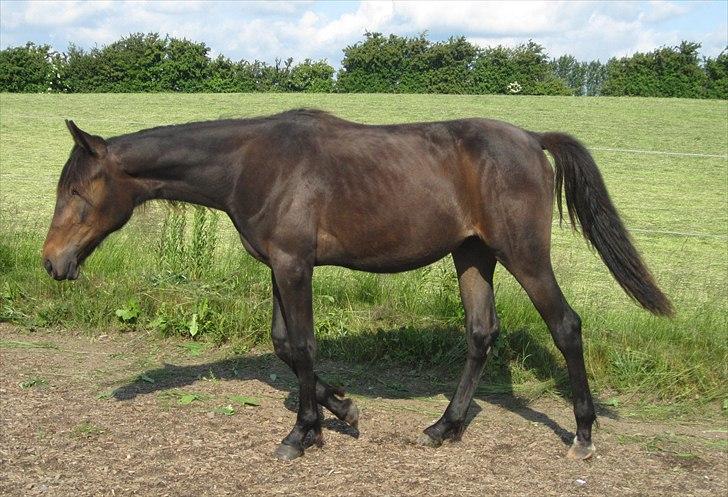 Traver Macy (aflivet) billede 6