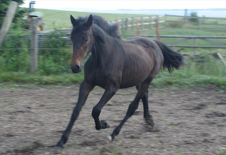 Traver Macy (aflivet) billede 7