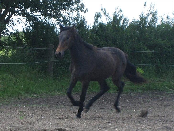 Traver Macy (aflivet) billede 8