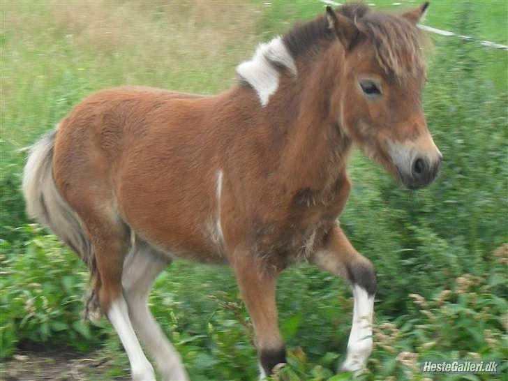 Shetlænder Putte billede 1