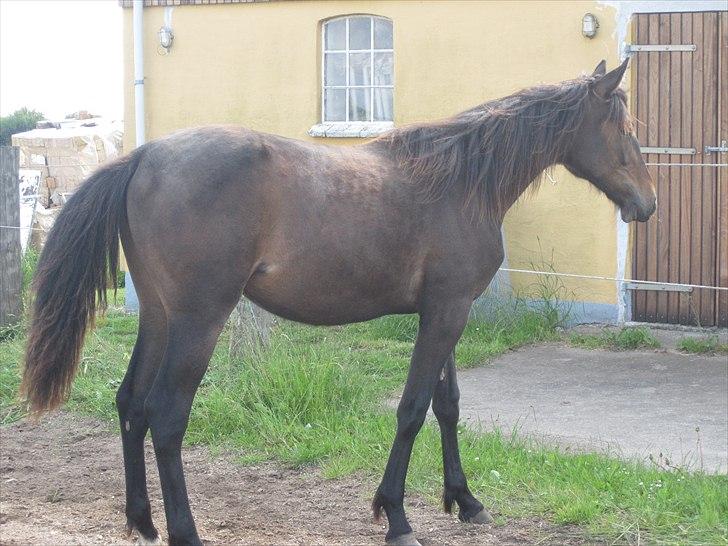 Traver Macy (aflivet) billede 9