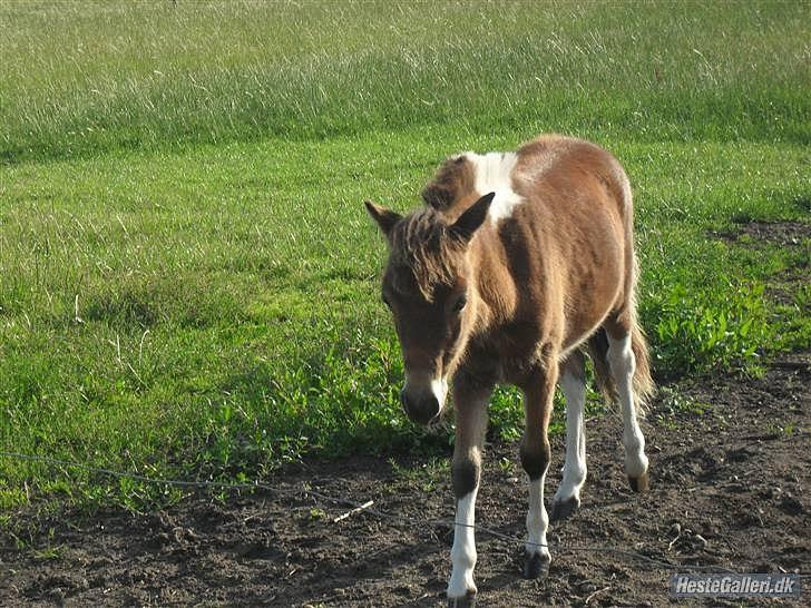Shetlænder Putte billede 2