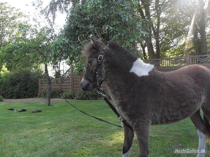 Shetlænder Putte billede 3