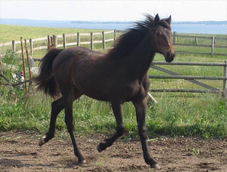 Traver Macy (aflivet) billede 10