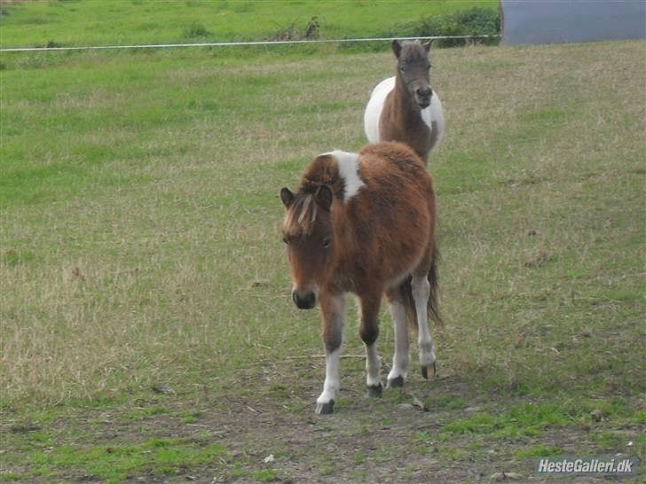 Shetlænder Putte billede 4