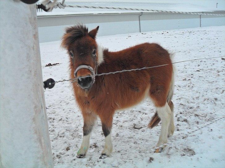 Shetlænder Putte billede 5