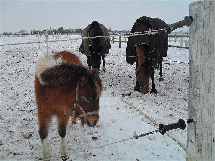 Shetlænder Putte billede 6