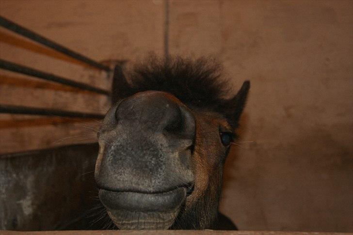 Anden særlig race Tøsen - Perfekte!<3 billede 2