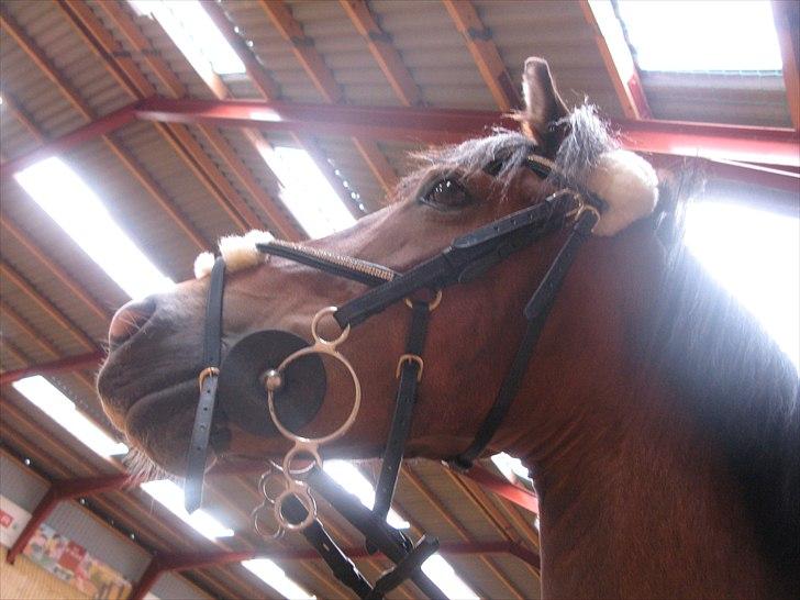 Belgisk Sportspony * Donna Van Stevenshof * - flotte poni  billede 12