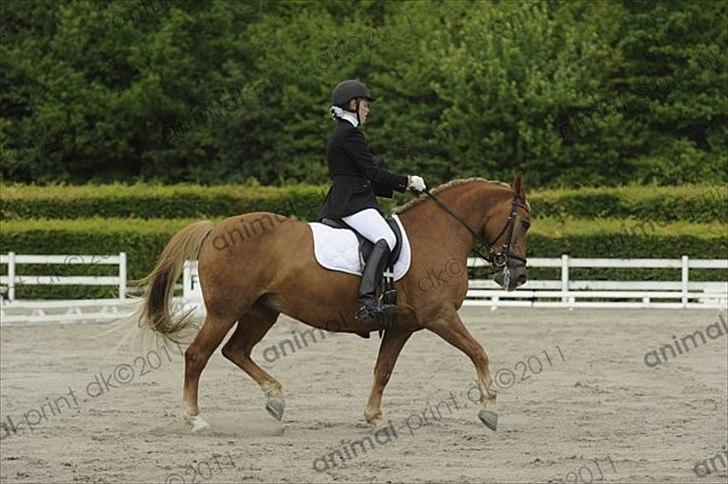 Anden særlig race Liane 154 * *Himmelhest** - Trav 
La1  billede 14