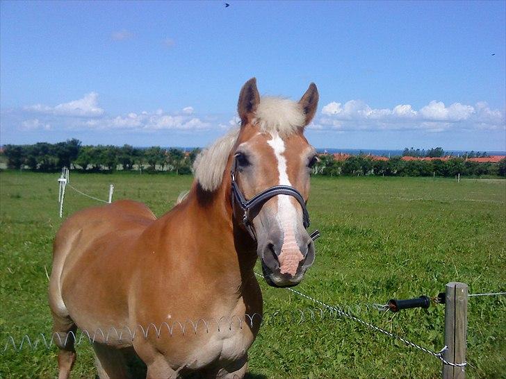 Haflinger Linette - Velkommen til Pony'pigen Linette´s profil. Læg en kommentar + bedømmelse.. ♥  billede 1