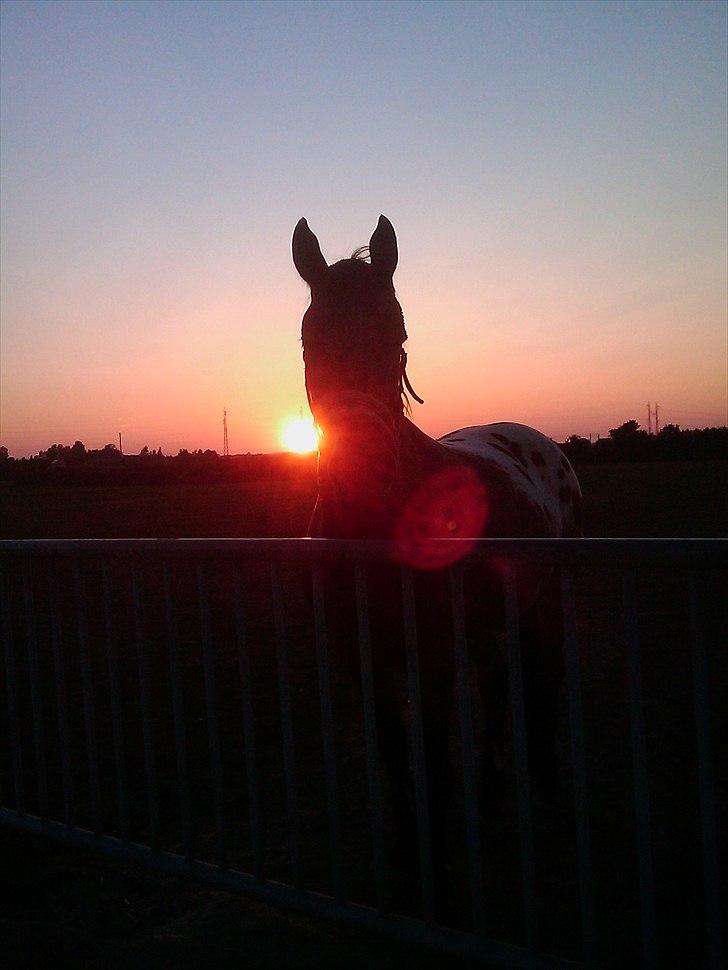 Anden særlig race Free Achak - I solnedgangen en sommeraften billede 2