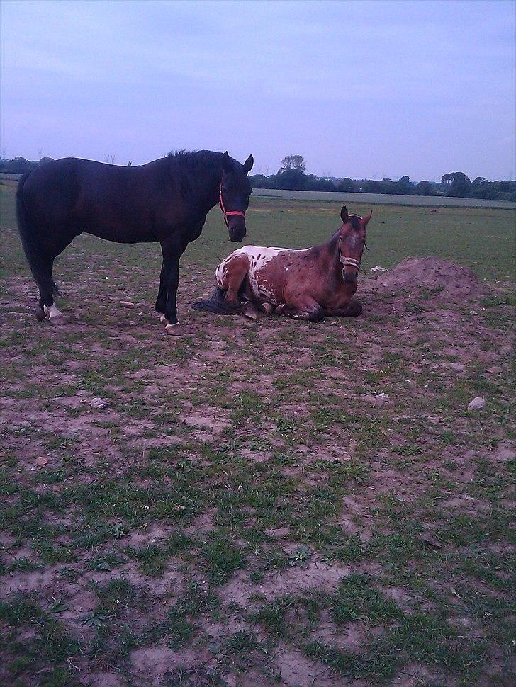 Anden særlig race Free Achak - Achak tager sig en lur på folden.. billede 13