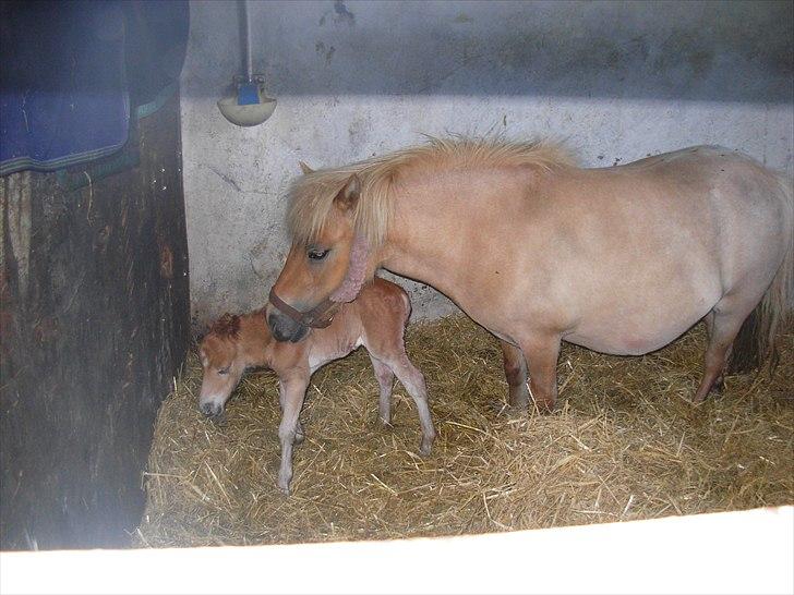 Shetlænder Antons Surprice billede 3