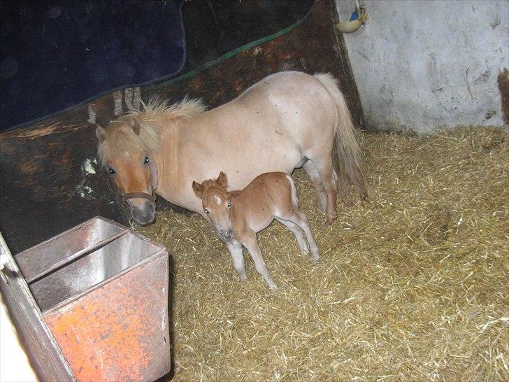 Shetlænder Antons Surprice billede 5