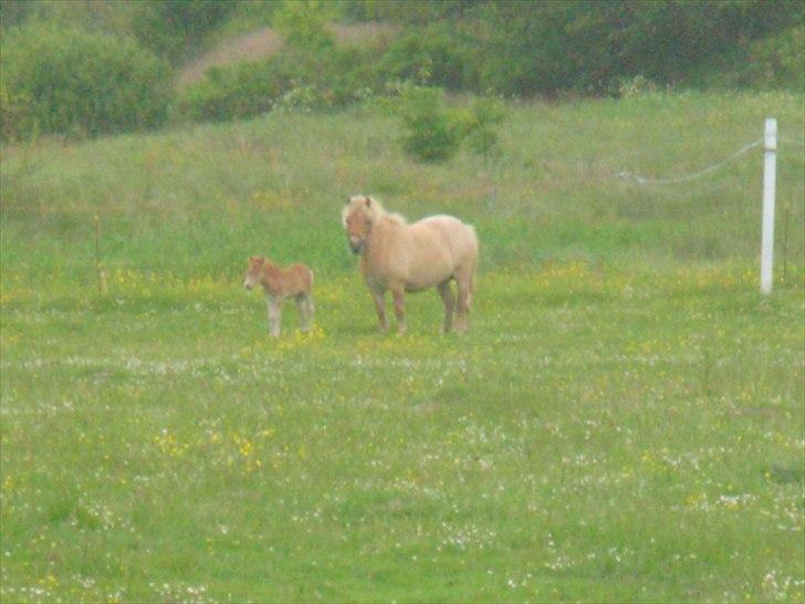 Shetlænder Antons Surprice billede 6