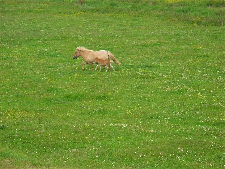 Shetlænder Antons Surprice billede 7