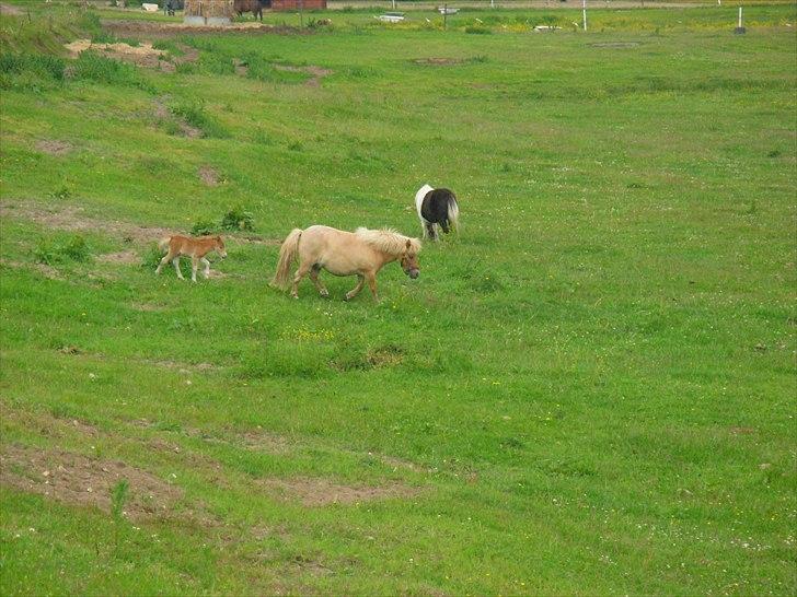 Shetlænder Antons Surprice billede 8