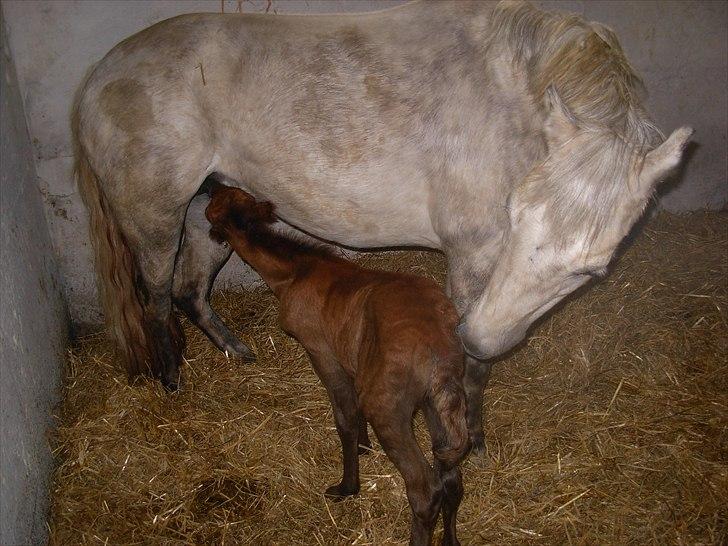 Anden særlig race Grey Star billede 15