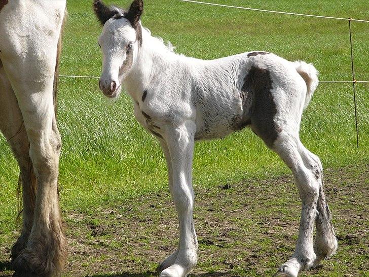 Irish Cob Poseidon R.I.P Lækre fyr! billede 11