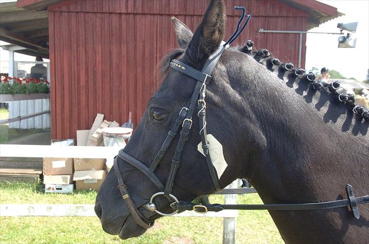 New Forest Kimberly |Prinsesse| billede 16