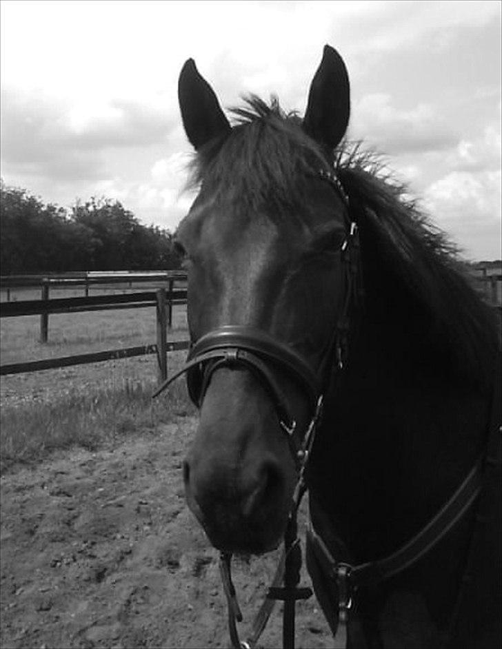 Tysk Sportspony Melody 52 - Ja okay.... Ikke lige det bedste billede af hende! Men ja(-: 
-Efter en VIDUNDERLIG springtur!:* vi sprang 115(-; billede 10