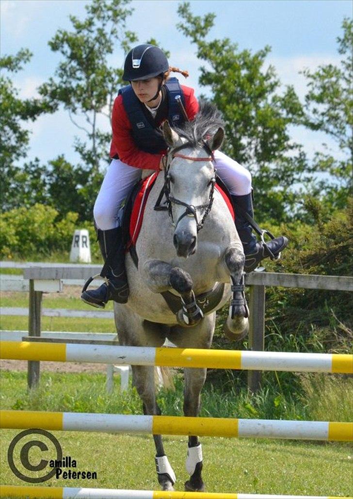 Anden særlig race Fleur - Mit alt<3  - Stjerne Fleur!<3 På banen igen<3 :-D 
Foto: Camilla Petersen billede 5