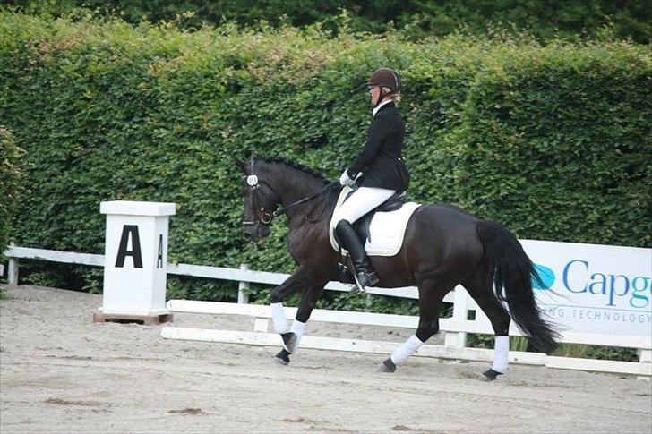 New Forest Sheila  - vm-hold på siv 2011
65 % i LB2A
Foto: MBA billede 16