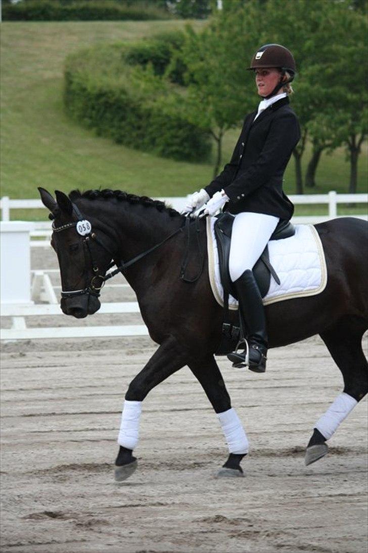 New Forest Sheila  - vm-hold på SIV juni 2011
65 % i LB2
Foto: MBA billede 17